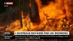 Incendies en Australie: Le chiffre terrifiant de plus d'un milliers d'animaux morts dans les flammes avancé désormais par les experts les plus sérieux