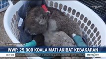 Puluhan Ribu Koala Mati Akibat Kebakaran Hutan di Australia