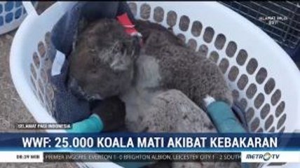 Puluhan Ribu Koala Mati Akibat Kebakaran Hutan di Australia