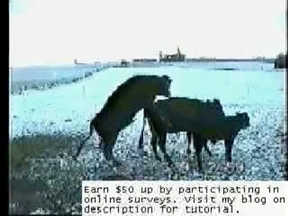 Cow funny sh*t