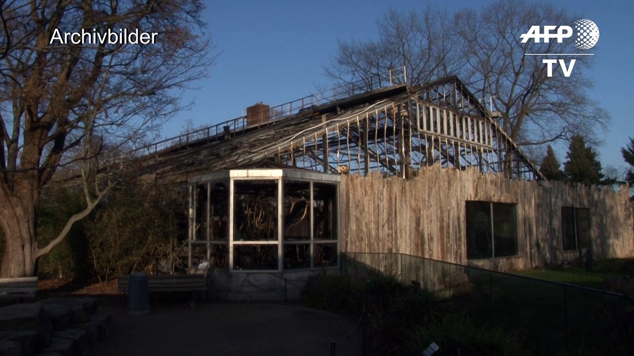 Krefeld: Polizist erschoss Gorilla mit Maschinenpistole