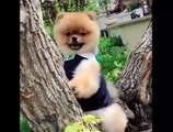 Cute dog Pomeranian cutest ever