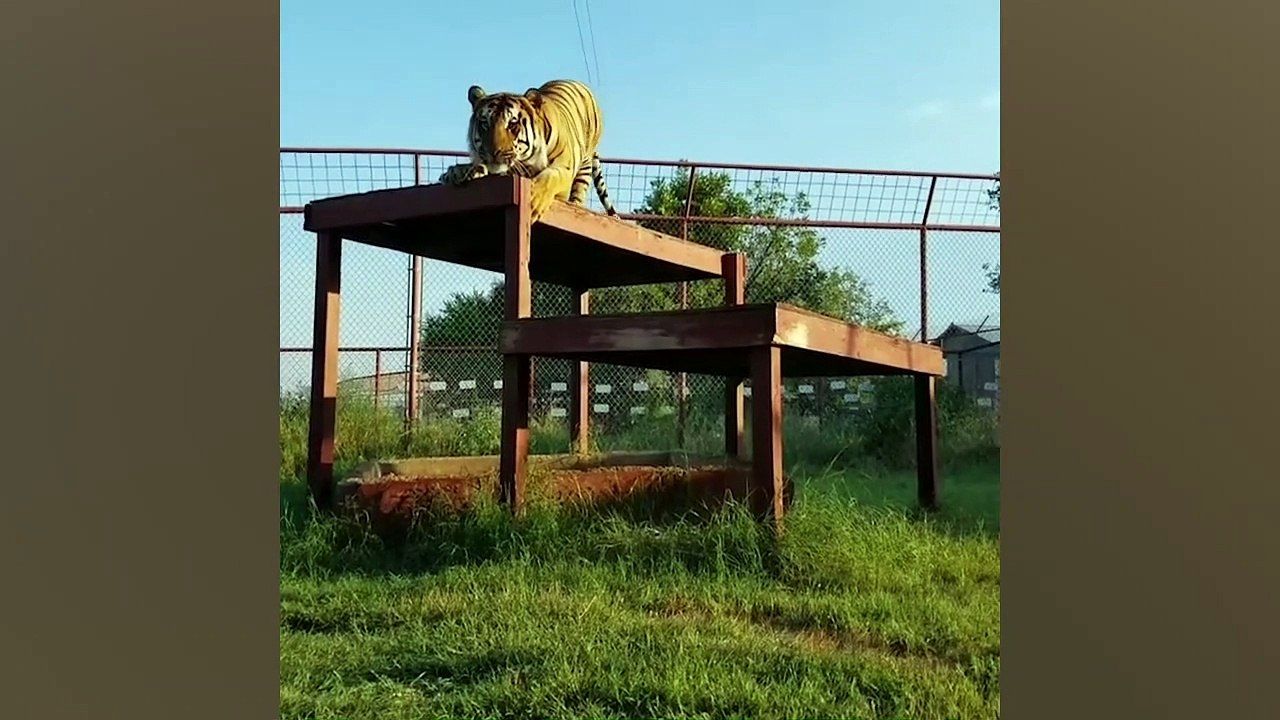 Famous Instagram Pets | Funny Pet Videos