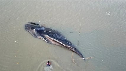 Endonezya'da 14 metrelik ölü balina