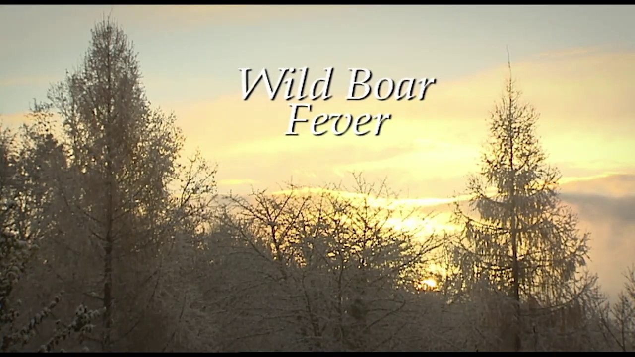 Wild boar fever