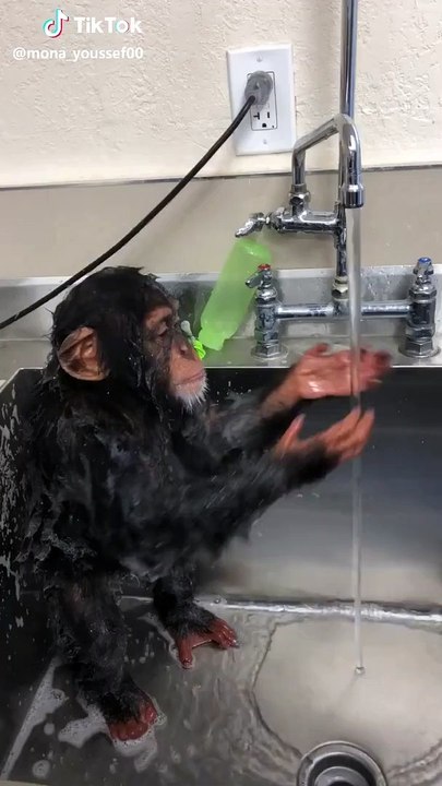 Intelligent monkey