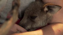 Ce refuge en Australie tente de sauver les animaux rescapés des incendies