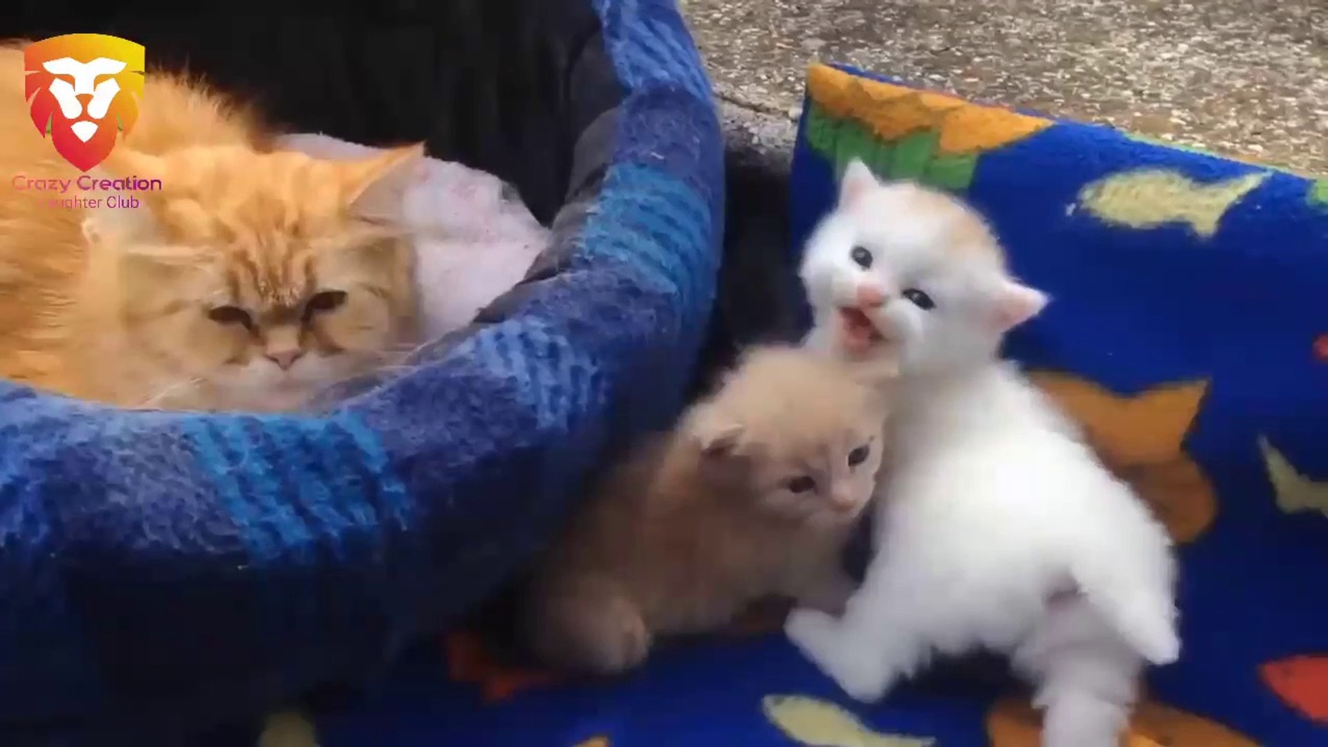 ⁣Funny Cats Videos - Mom Cat Taking Care of Kittens- Cute Cat Video