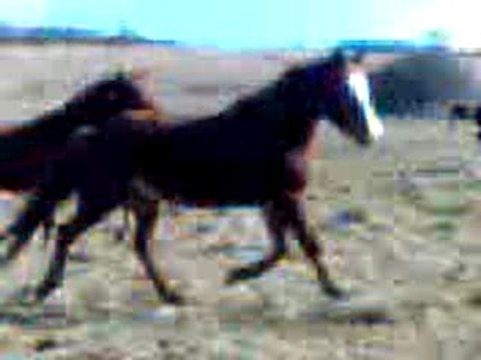 Chevaux de chanfrai