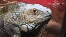 Les équipes de la Pairi Daiza Foundation au travail, pour sauver les reptiles
