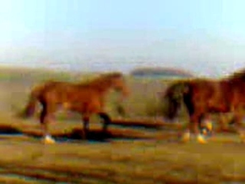 Chevaux du motain
