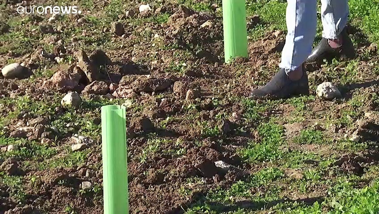 Lissabon ist 'Grüne Hauptstadt Europas'