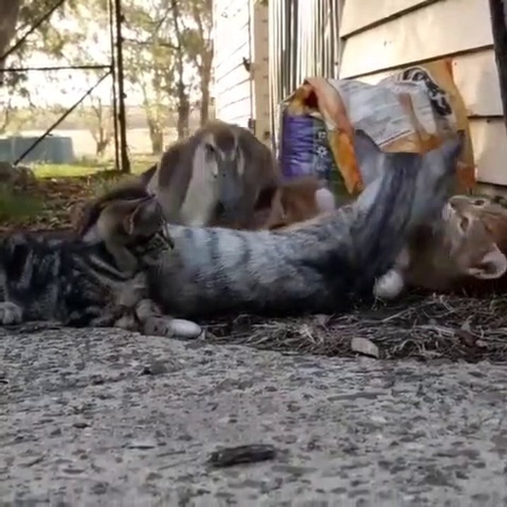 Ce canard vient dormir avec ses amis... les chats