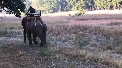 Cet homme à dos d'éléphant va avoir une mauvaise surprise : la visite d'un tigre