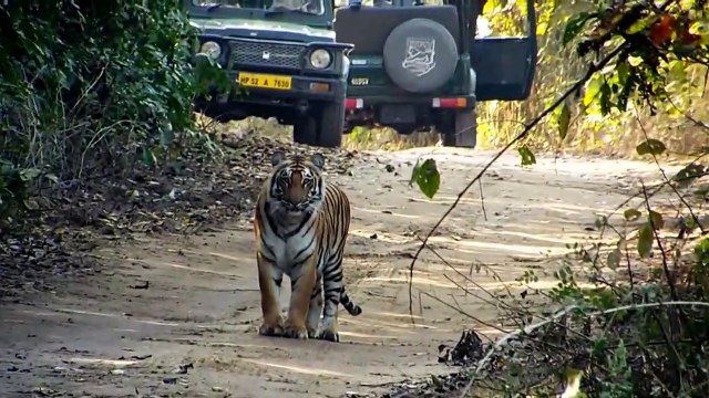 Les images incroyables d'un tigre filmé en pleine chasse