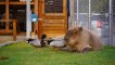 Ces canards viennent se nourrir... sur un capybara