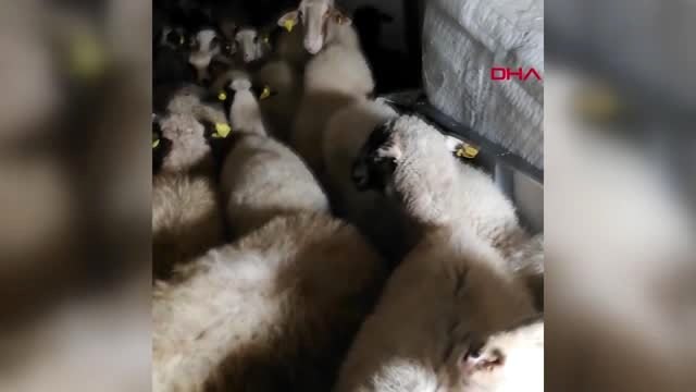Bursa izmir'de çalınan 80 küçükbaş hayvan bursa'da ele geçirildi