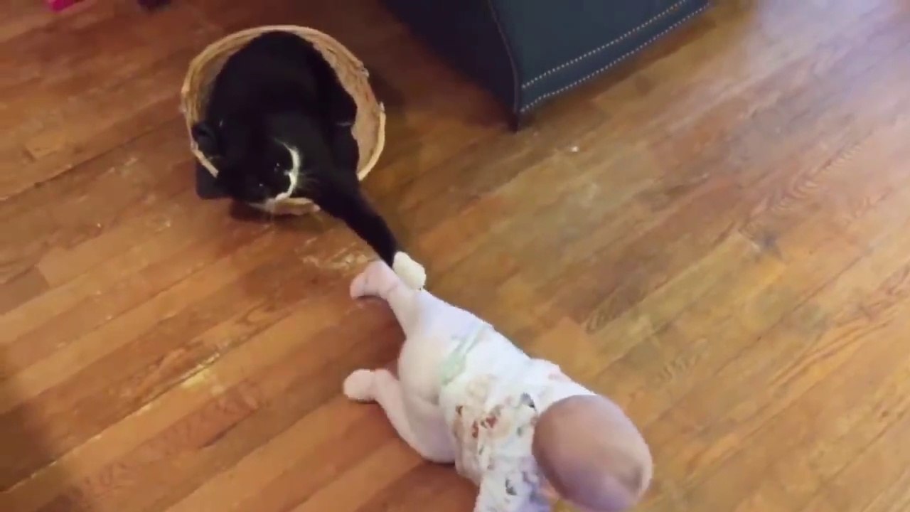 Naughty Cat is Best Partner of Babies to Mess Everything  Top  Cat  funny videos