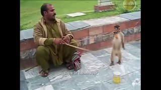 Best Monkey Acting Street Performance ever | Traditional Monkey show