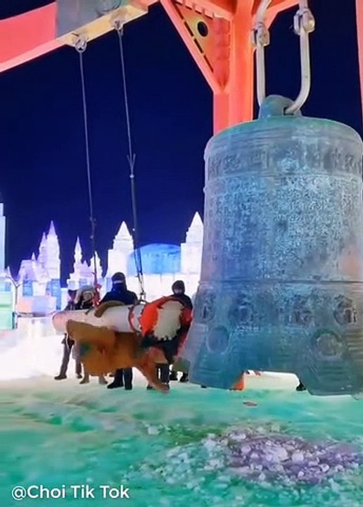 funny bear videos,Tổng hợp những video GẤU LẦY hài hước và vui nhộn nhất - Tik Tok Gấu Lầy