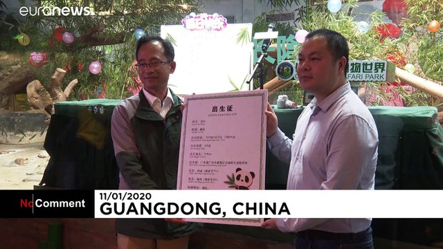 Panda tem direito a festa pelos 100 dias de vida