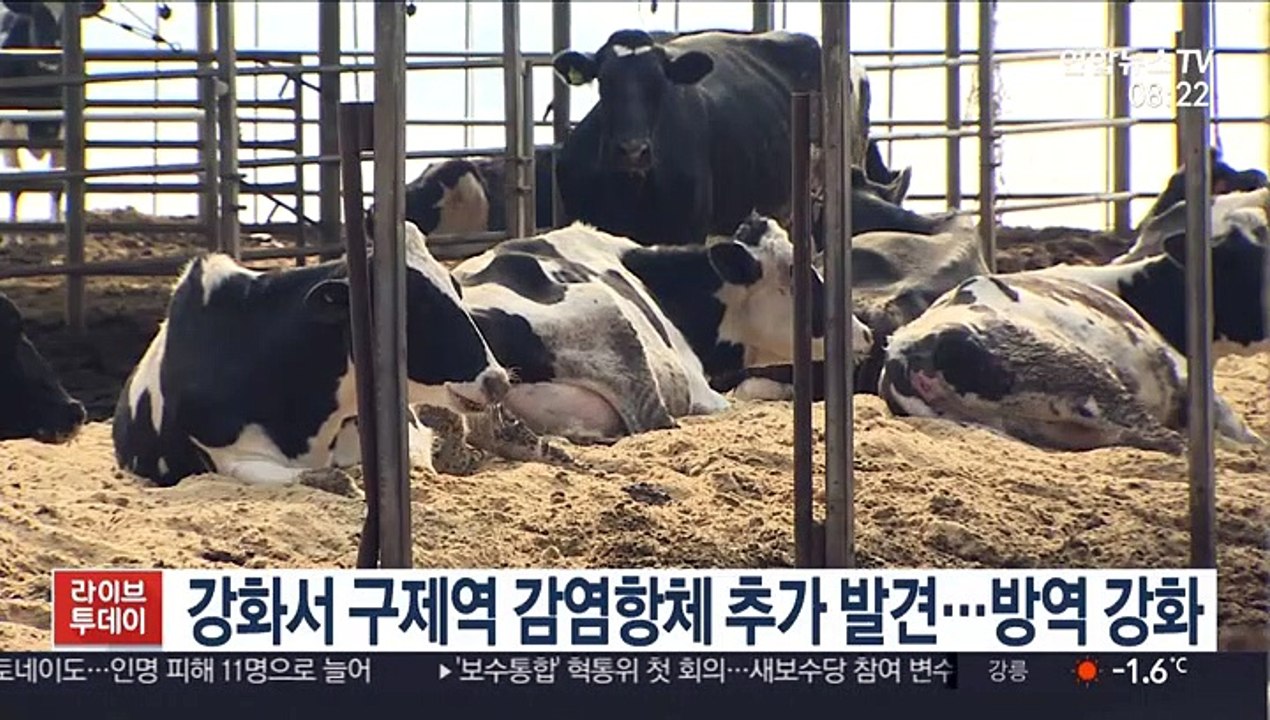 강화서 구제역 감염항체 추가 발견…방역 강화