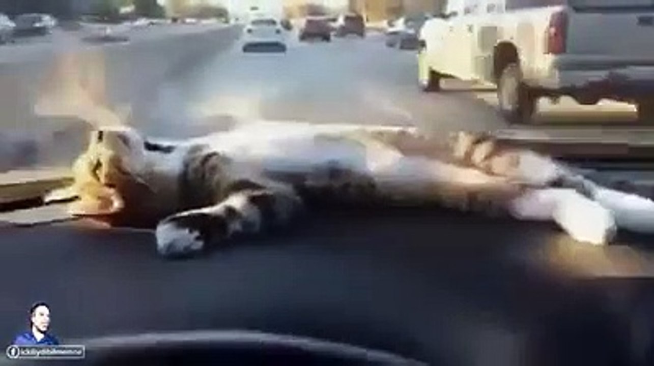 Dertli kedicik