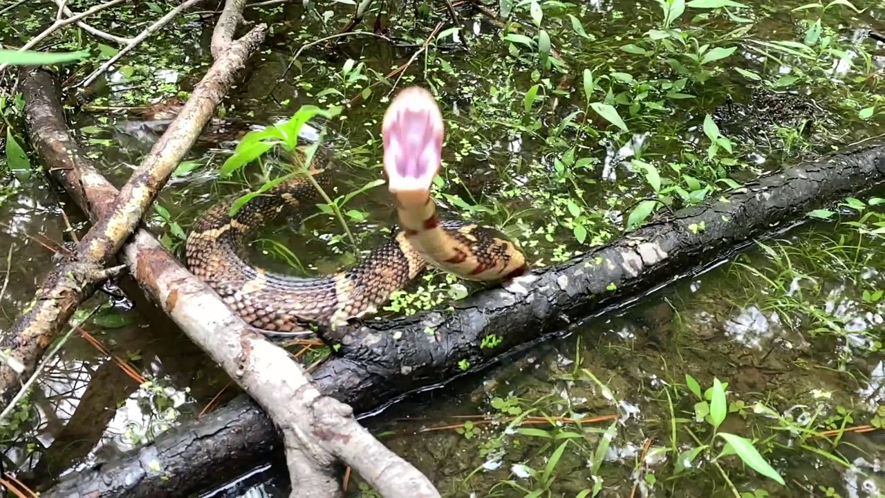 Slow motion snake bite!
