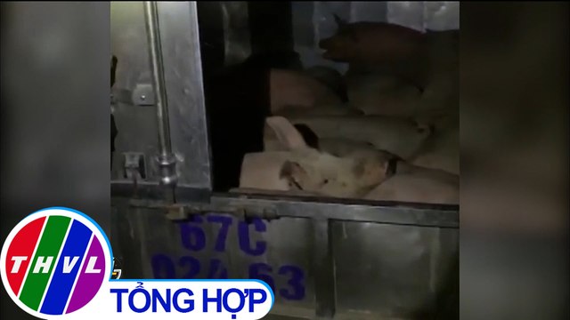 Bắt quả tang xe tải chở gần 1 tấn heo nhập lậu