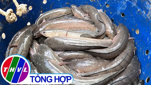 Nông nghiệp bền vững: HTX thủy sản Phú Thành nâng cao hiệu quả nuôi cá lóc