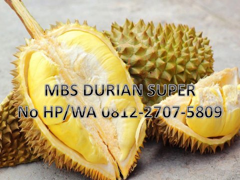 GROSIR, WA 0812-2707-5809, Bibit Durian Agar Cepat Besar Kalimantan Barat
