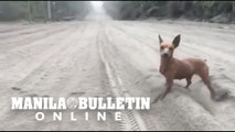 Puppy was seen wandering the streets with atleast six inches deep of volcanic ash