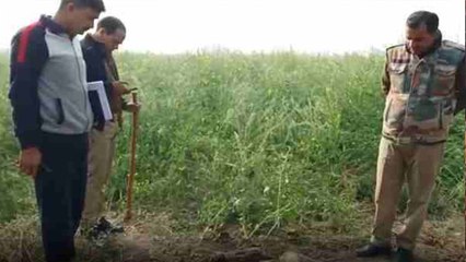 ग्रेटर नोएडा में 9 राष्ट्रीय पक्षी मोर के शव खेत में मिले, एक शिकारी को पुलिस ने पकड़ा