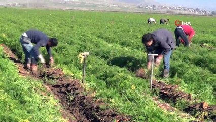 Havucun tarladan sofraya zahmetli yolculuğu