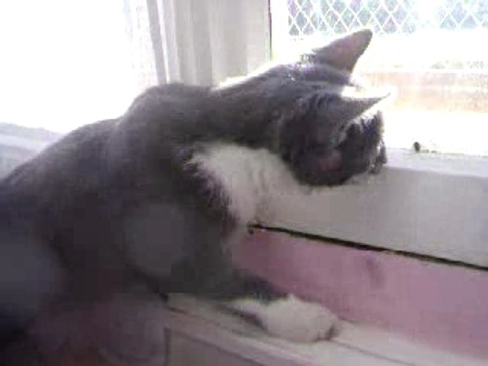 La chasse a la mouche