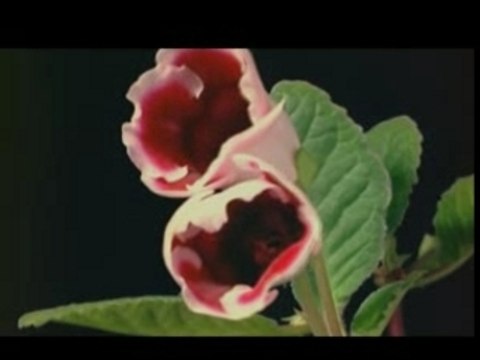 Global2000 Pesticides