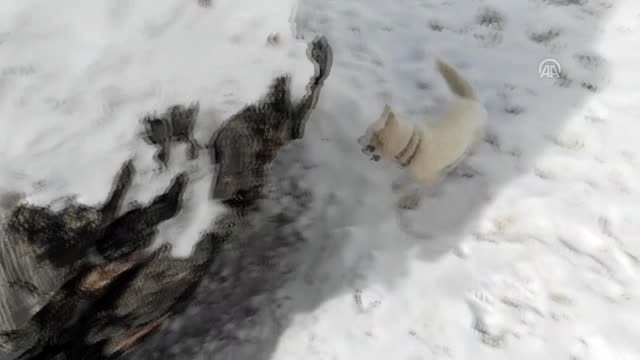 Sibirya kurdu Fıstık ın ilk kar sevinci