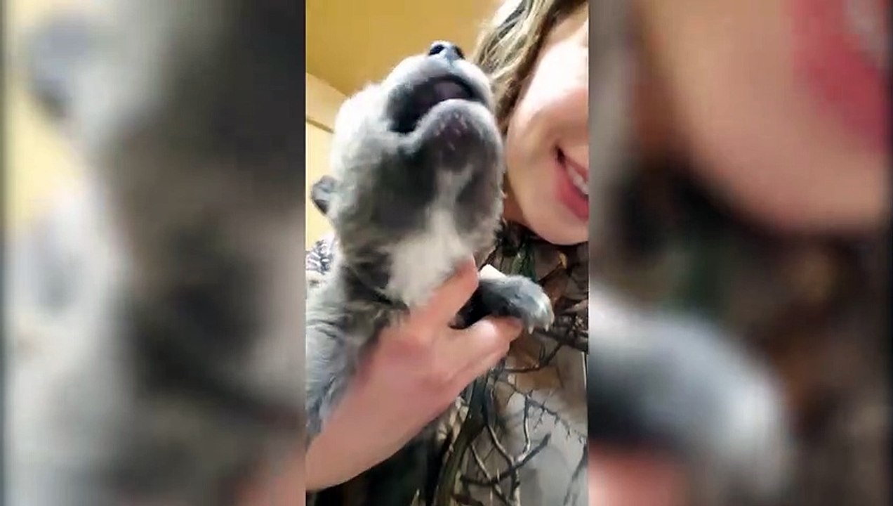 Ecoutez les cris de ce chiot-loup qui hurle pour la première fois