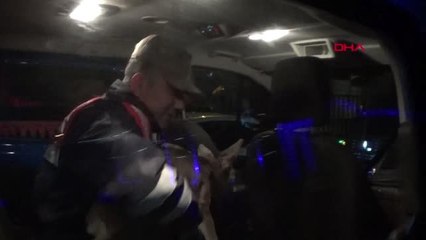 Gaziantep yaralı karacaya jandarma sahip çıktı