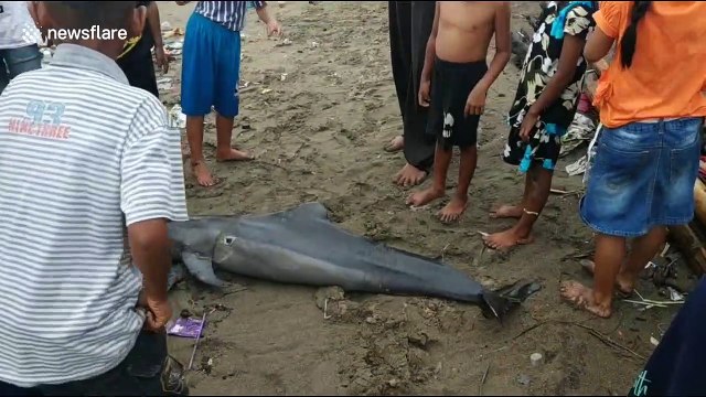 Dolphin washes up on Indonesian beach with injuries sustained from plastic waste