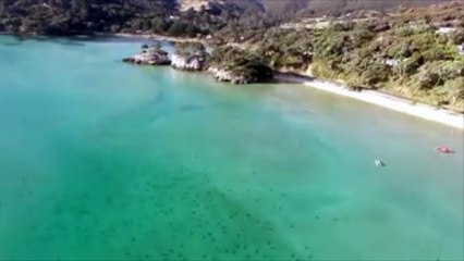 Amas de requins en Nouvelle-Zelande