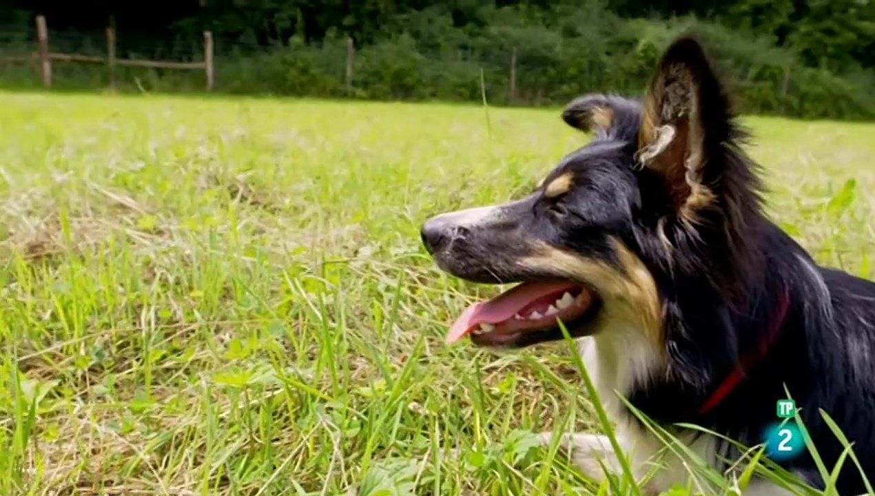 El maravilloso mundo de los cachorros -cap 1 -  Adolescentes -LOS PERROS  - DOCUMENTALES DE ANIMALES - LOS PERROS -  CAHORRITOS - ANIMALES FANTASTICOS - ANIMALES PARA NIÑOS - GRANDES DOCUMENTALES - ANIMALES  - DOCUMENTALES DE LA 2 - DOCUMENTALES