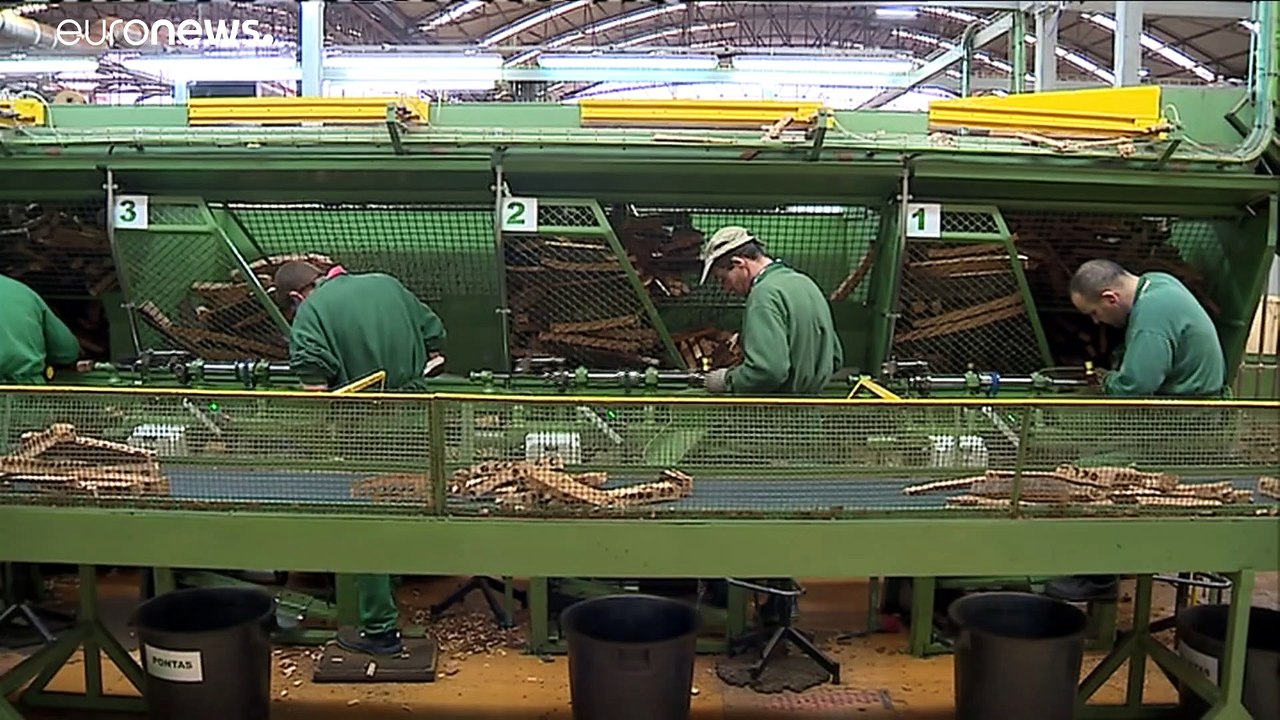 Mit Korkeichen gegen den Klimawandel