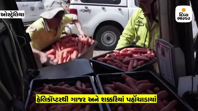 જંગલમાં આગની વચ્ચે ભૂખ્યા પ્રાણીઓ માટે હેલિકૉપ્ટરથી ગાજર અને શક્કરિયાં પહોંચાડાયા