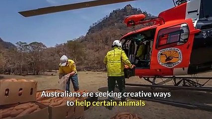 Planes Dropped Tons Of Vegetables For Starving Animals in Australia