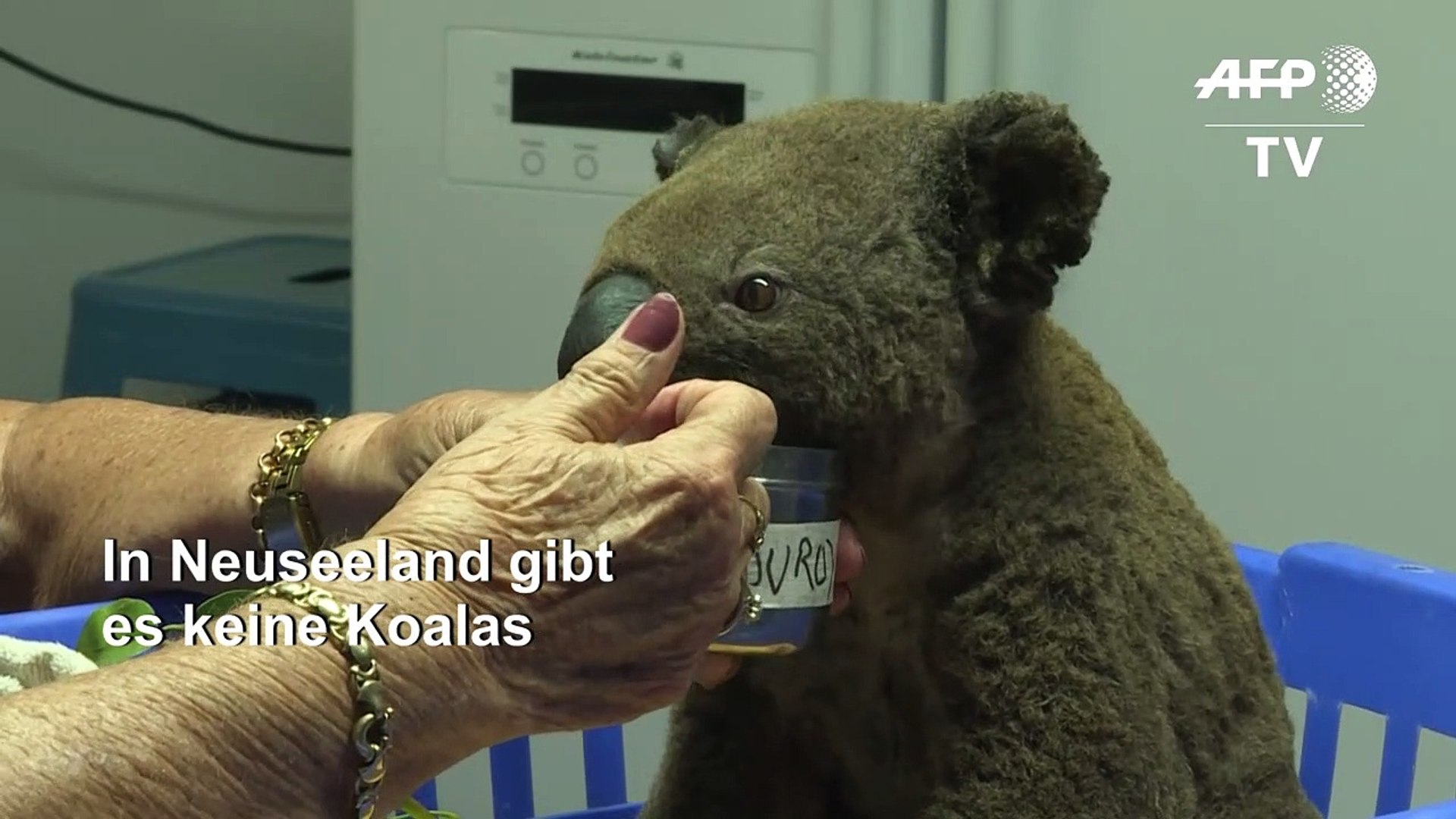 ⁣Schnapsidee? Koalas sollen nach Neuseeland