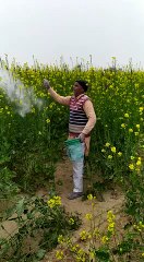 राजस्थान में टिडडी का कहर जारी ओर फसल बर्बादी देख रोता हुआ किसान ।