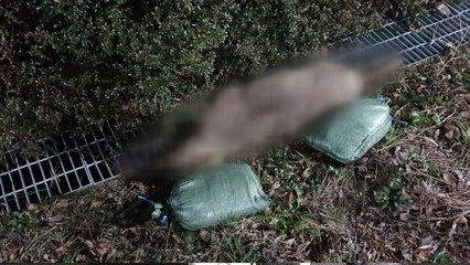 광주 도심에서 죽은 고라니 발견 / YTN