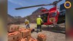 Des carottes tombent du ciel pour sauver les animaux des incendies en Australie