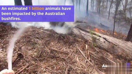 Animal rescuer in Australian bushfire 